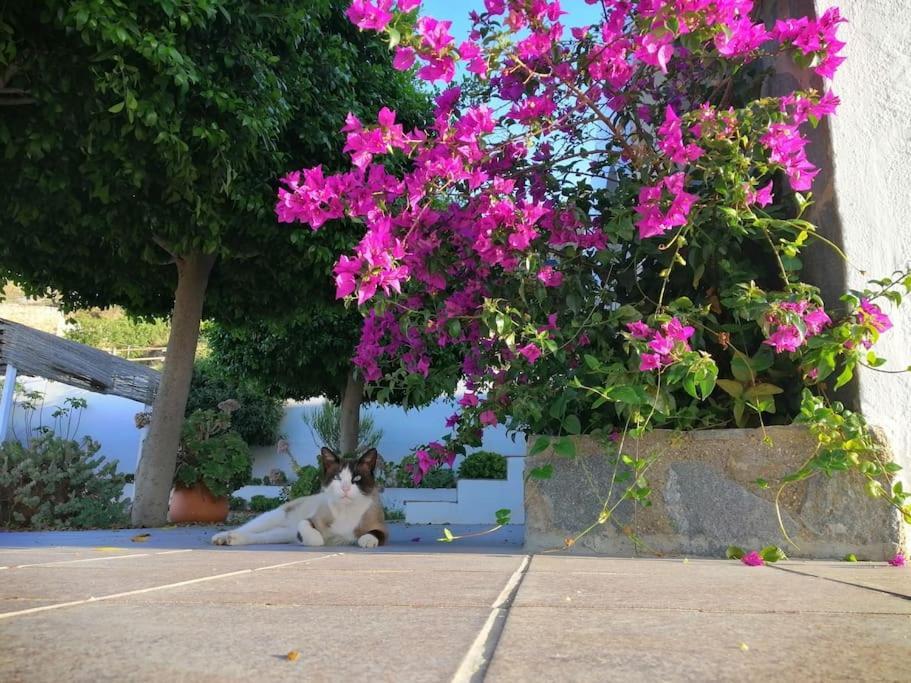 Casa Jardin. Vivienda Rural En Zona Tranquila. Villa Lucainena de las Torres Exteriör bild