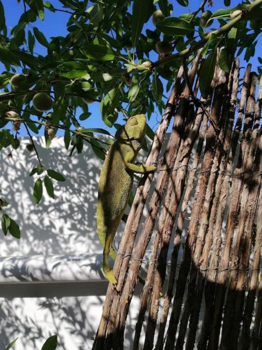 Casa Jardin. Vivienda Rural En Zona Tranquila. Villa Lucainena de las Torres Exteriör bild