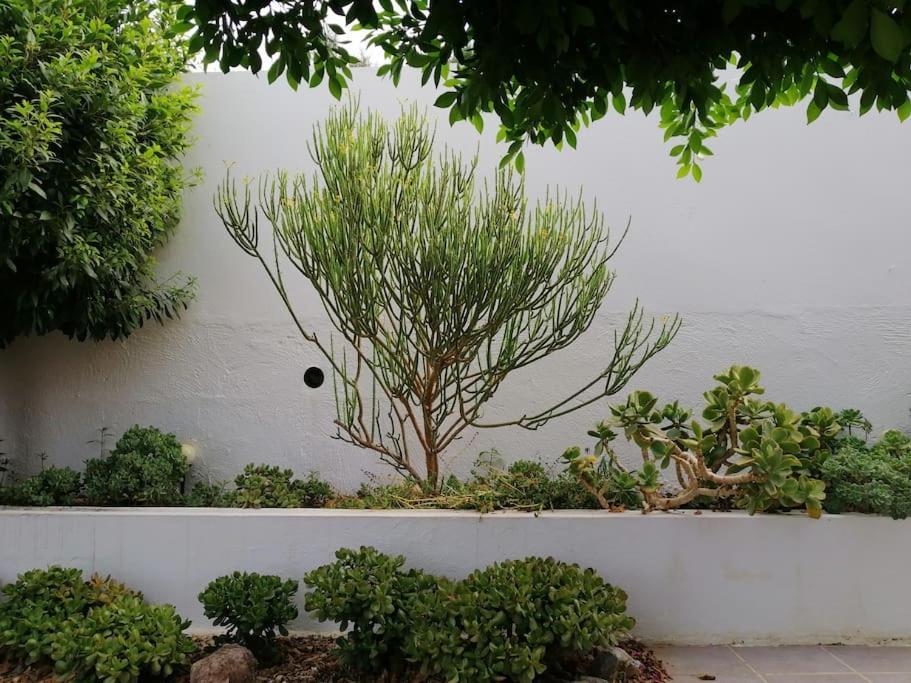 Casa Jardin. Vivienda Rural En Zona Tranquila. Villa Lucainena de las Torres Exteriör bild